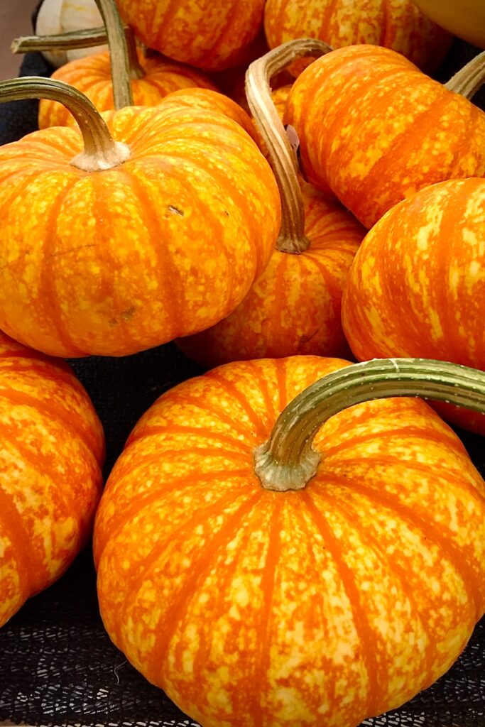 Are Pumpkins a Fruit or Vegetable?