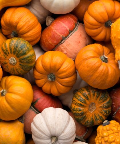 Are Pumpkins a Fruit or Vegetable?