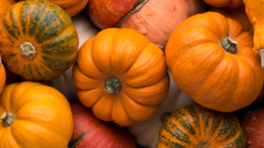 Are Pumpkins a Fruit or Vegetable?