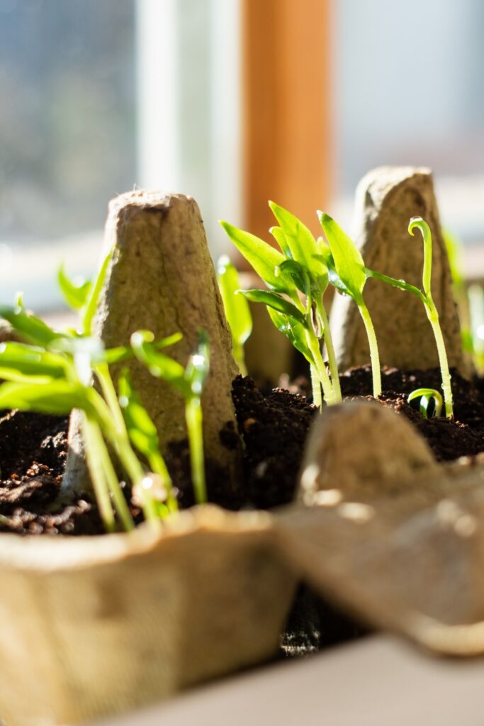 How To Grow Sweet Juicy Strawberries In Your Own Garden