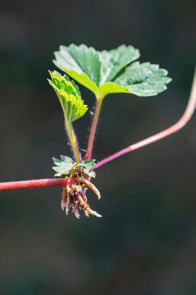 How To Grow Sweet Juicy Strawberries In Your Own Garden