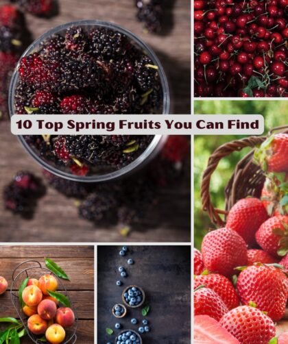 10 Top Spring Fruits You Can Find