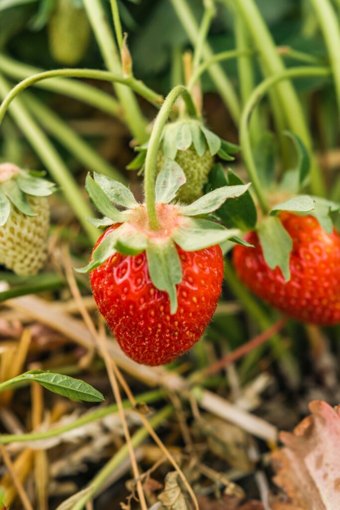 How To Grow Sweet Juicy Strawberries In Your Own Garden