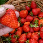 How To Grow Sweet Juicy Strawberries In Your Own Garden