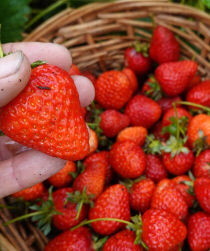 How To Grow Sweet Juicy Strawberries In Your Own Garden