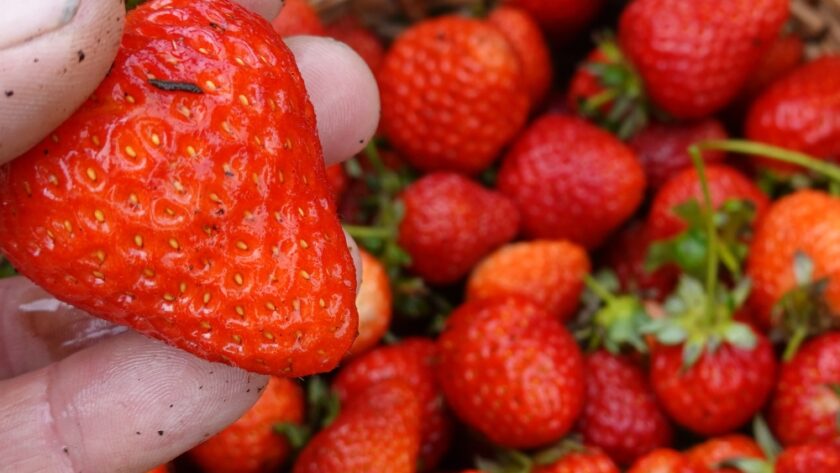 How To Grow Sweet Juicy Strawberries In Your Own Garden