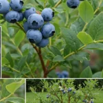 How to Grow Blueberries In Your Own Yard