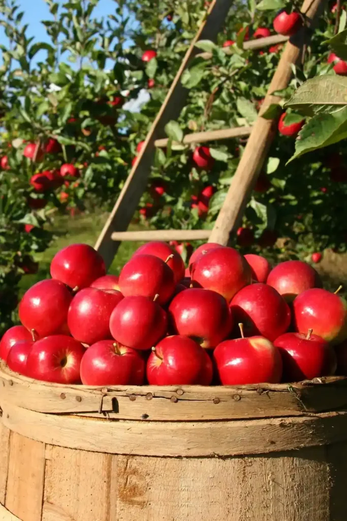 A Guide to Different Types of Apples 